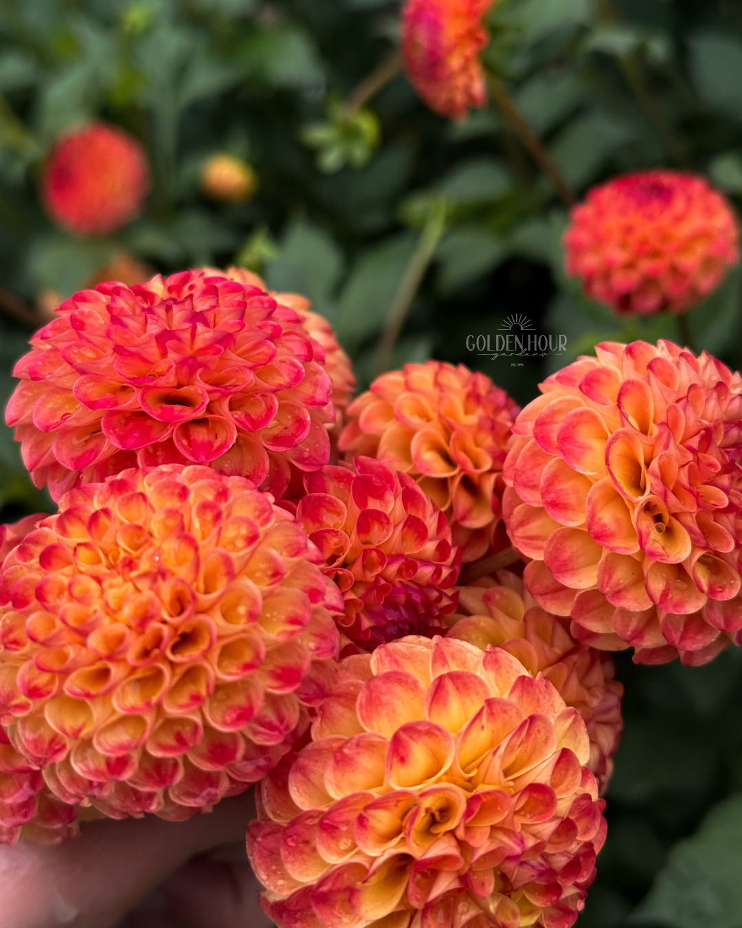 Ginger Willo Dahlia Tuber, Ginger Willo Dahlia Bulb, Ginger Willo Dahlia Flower, Ginger Willo Dahlia Bloom