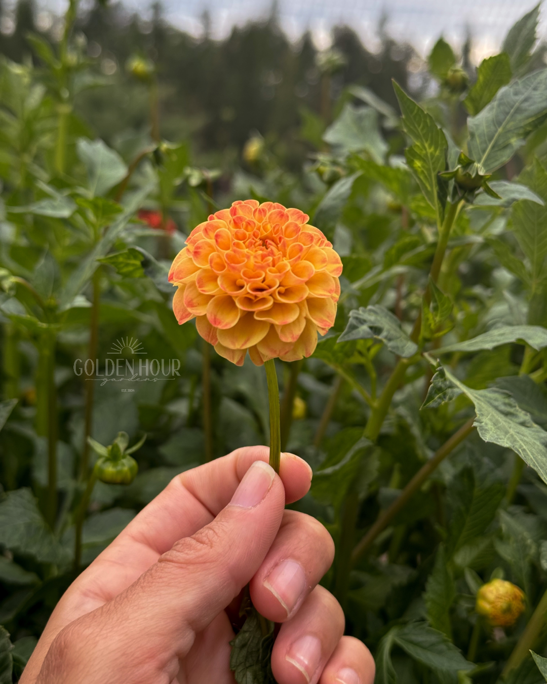 Ginger Willo Dahlia Tuber, Ginger Willo Dahlia Bulb, Ginger Willo Dahlia Flower, Ginger Willo Dahlia Bloom
