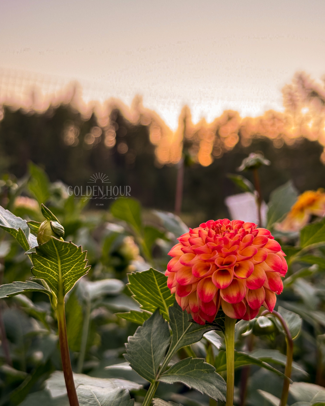 Ginger Willo Dahlia Tuber, Ginger Willo Dahlia Bulb, Ginger Willo Dahlia Flower, Ginger Willo Dahlia Bloom
