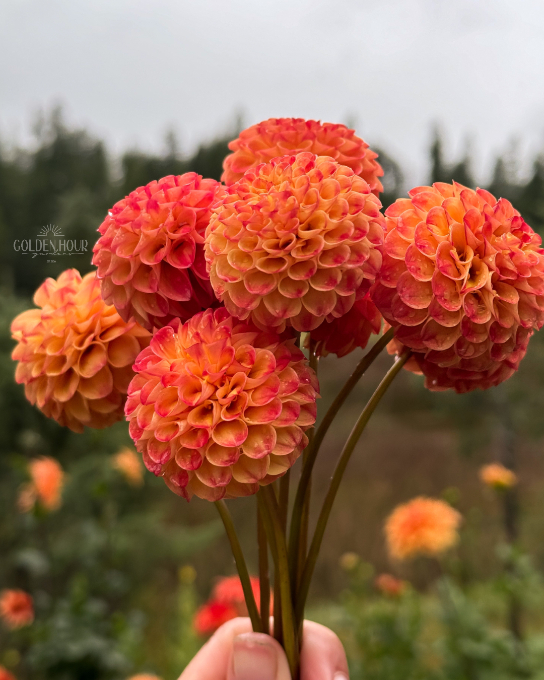 Ginger Willo Dahlia Tuber, Ginger Willo Dahlia Bulb, Ginger Willo Dahlia Flower, Ginger Willo Dahlia Bloom
