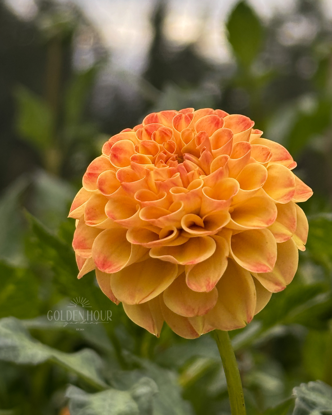 Ginger Willo Dahlia Tuber, Ginger Willo Dahlia Bulb, Ginger Willo Dahlia Flower, Ginger Willo Dahlia Bloom