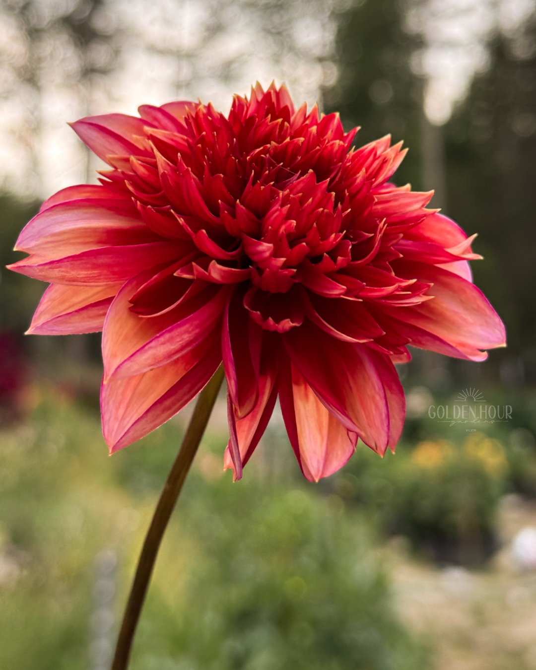 Gitty Up Dahlia Tuber, Gitty Up Dahlia Bulb, Gitty Up Dahlia Flower, Gitty Up Dahlia Bloom