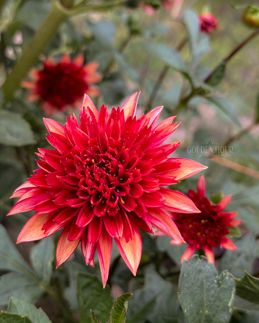 Gitty Up Dahlia Tuber, Gitty Up Dahlia Bulb, Gitty Up Dahlia Flower, Gitty Up Dahlia Bloom