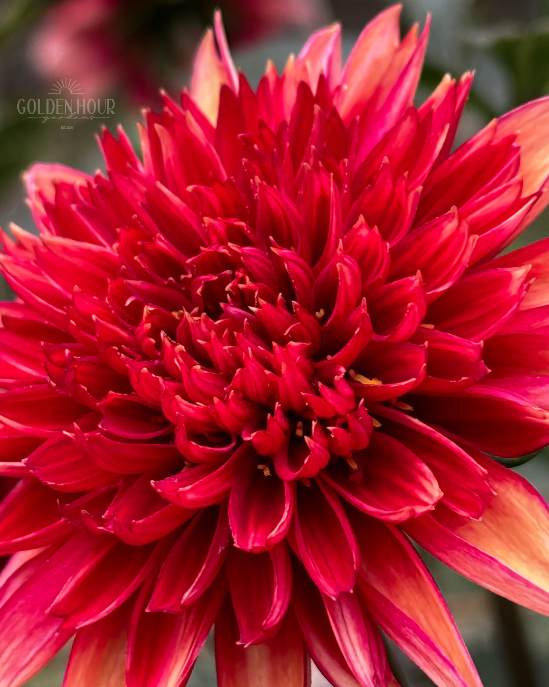 Gitty Up Dahlia Tuber, Gitty Up Dahlia Bulb, Gitty Up Dahlia Flower, Gitty Up Dahlia Bloom