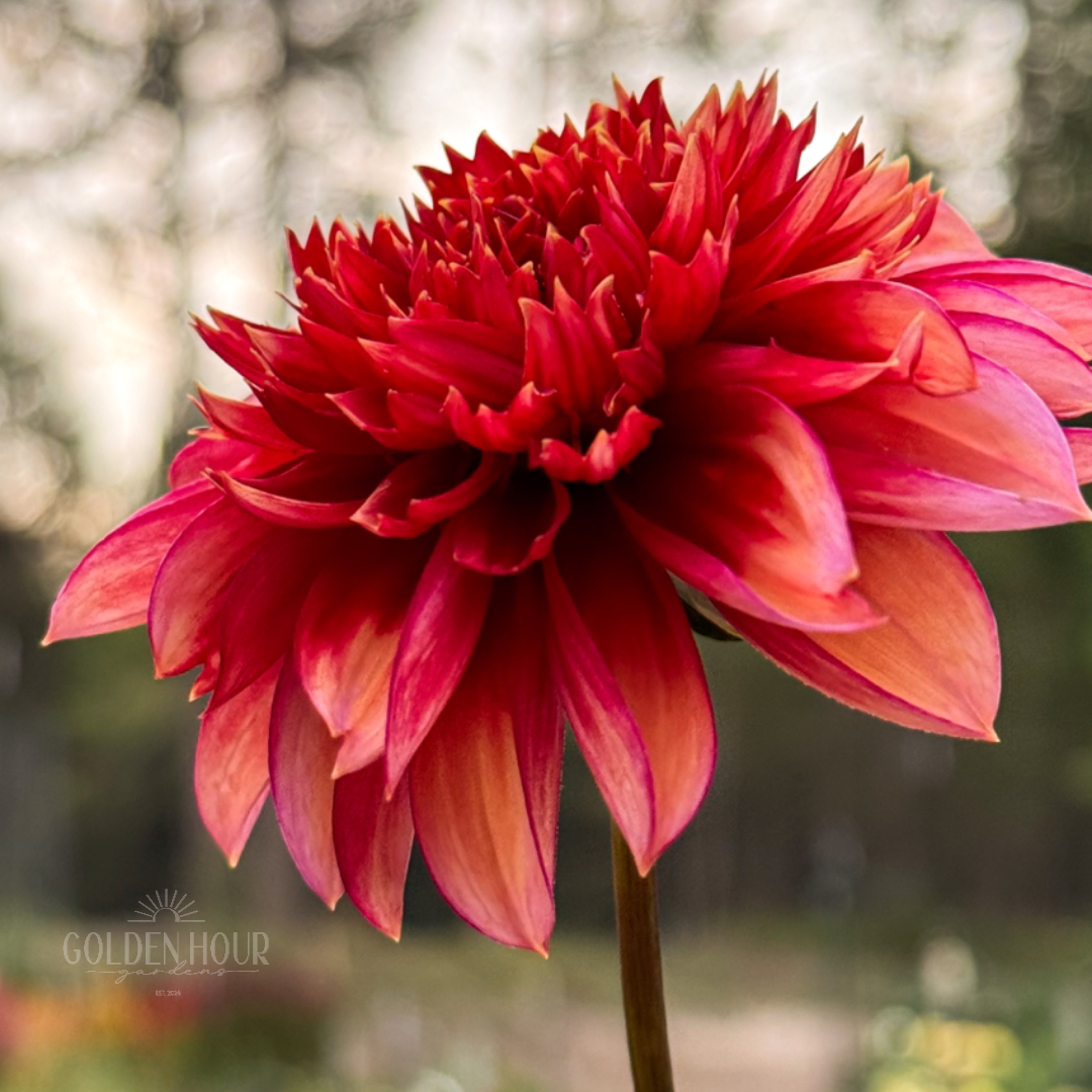 Gitty Up Dahlia Tuber, Gitty Up Dahlia Bulb, Gitty Up Dahlia Flower, Gitty Up Dahlia Bloom