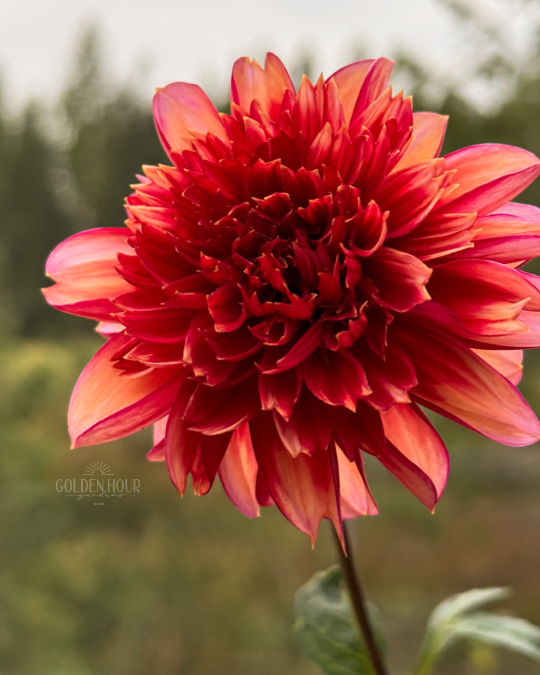 Gitty Up Dahlia Tuber, Gitty Up Dahlia Bulb, Gitty Up Dahlia Flower, Gitty Up Dahlia Bloom