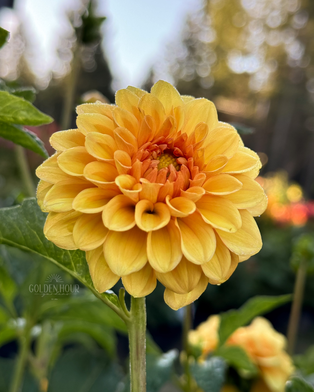 Golden Scepter Dahlia Tuber, Golden Scepter Dahlia Bulb, Golden Scepter Dahlia Flower, Golden Scepter Dahlia Sale
