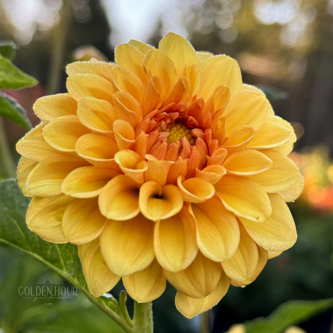 Golden Scepter Dahlia Tuber, Golden Scepter Dahlia Bulb, Golden Scepter Dahlia Flower, Golden Scepter Dahlia Sale