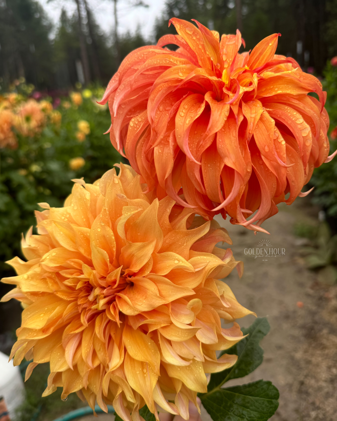 Hamari Gold Dahlia Tuber, Hamari Gold Dahlia Bulb, Hamari Gold Dahlia Flower, Hamari Gold Dahlia for Sale