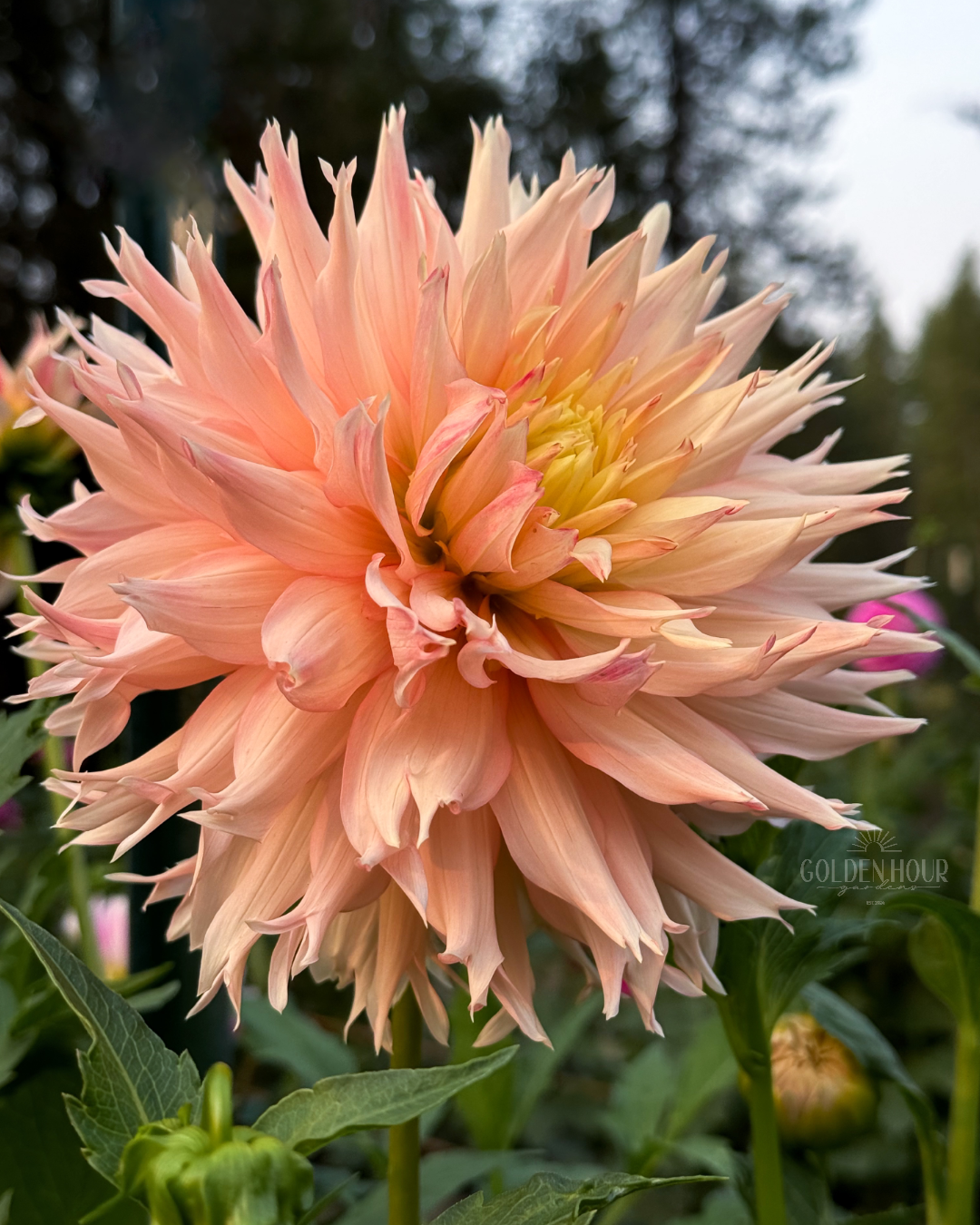 Hapet Champagne Dahlia Tuber, Hapet Champagne Dahlia Bulb, Hapet Champagne Dahlia Flower, Hapet Champagne Dahlia for Sale, Hapet Champagne Dahlia