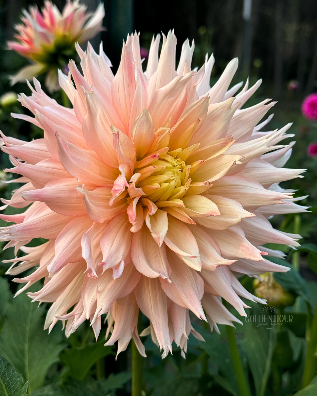 Hapet Champagne Dahlia Tuber, Hapet Champagne Dahlia Bulb, Hapet Champagne Dahlia Flower, Hapet Champagne Dahlia for Sale, Hapet Champagne Dahlia