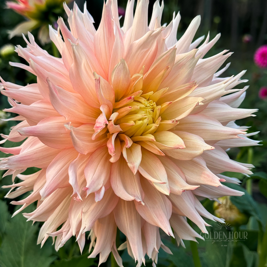 Hapet Champagne Dahlia Tuber, Hapet Champagne Dahlia Bulb, Hapet Champagne Dahlia Flower, Hapet Champagne Dahlia for Sale, Hapet Champagne Dahlia