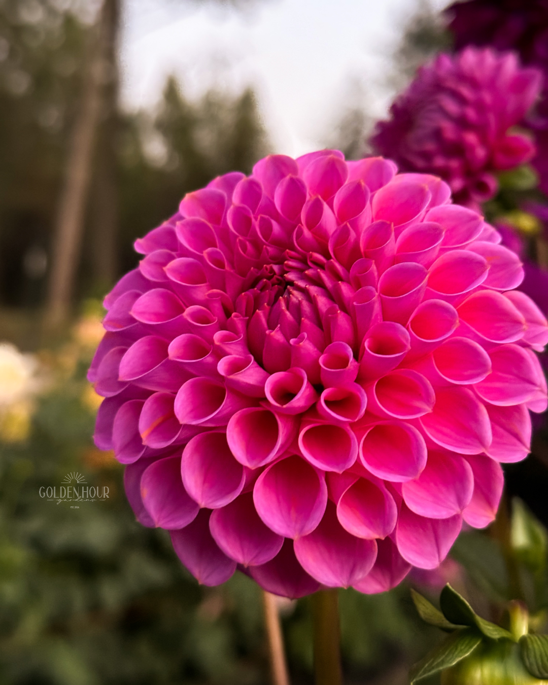 Isabel Dahlia Tuber, Isabel Dahlia Bulb, Isabel Dahlia FLower, Isabel Dahlia Sale, Isabel Dahlia