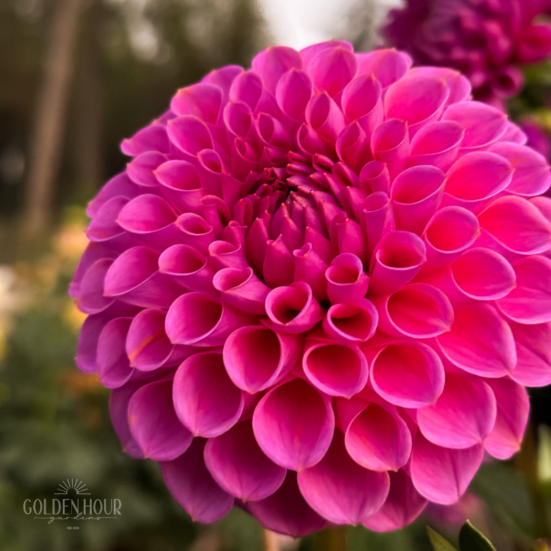 Isabel Dahlia Tuber, Isabel Dahlia Bulb, Isabel Dahlia FLower, Isabel Dahlia Sale, Isabel Dahlia