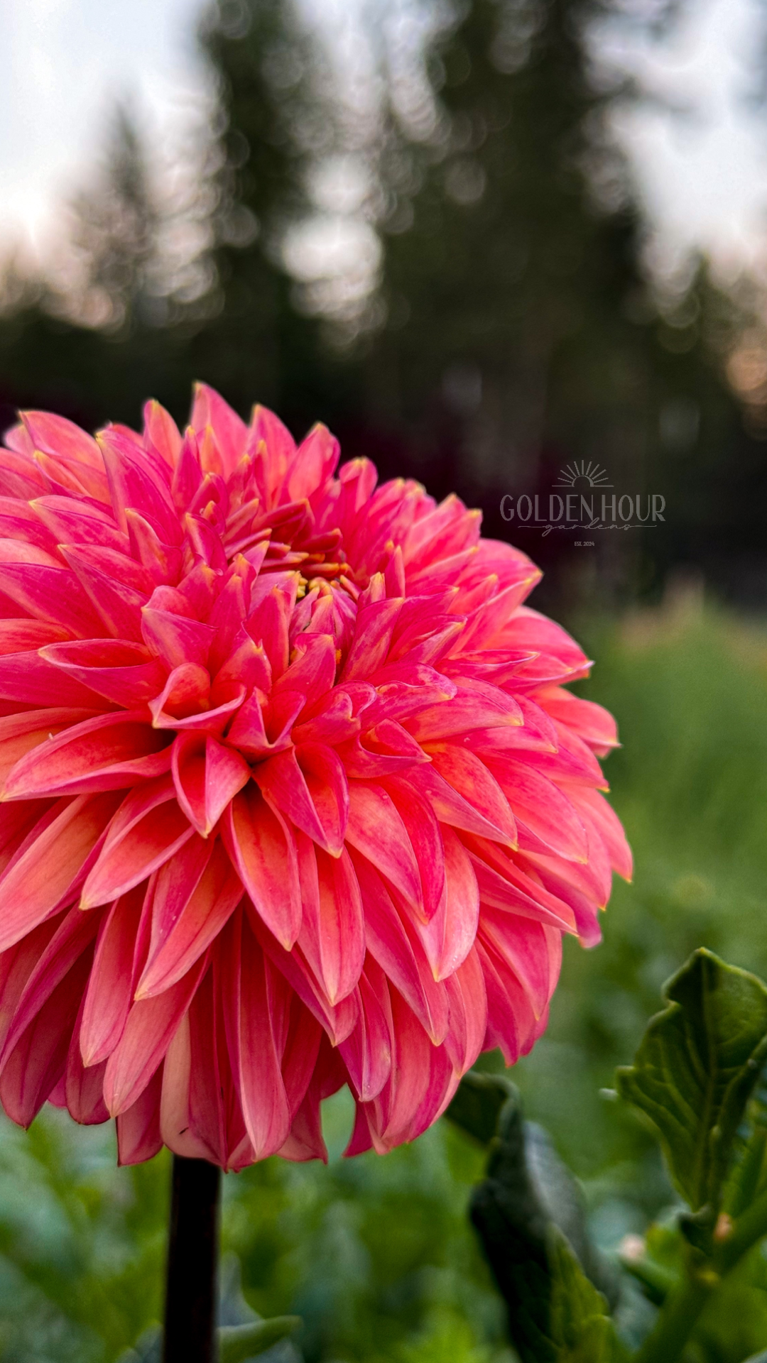KA's Desert Rose Dahlia Tuber, KA's Desert Rose Dahlia Flower, KA's Desert Rose Dahlia Bloom, KA's Desert Rose Dahlia Bulb
