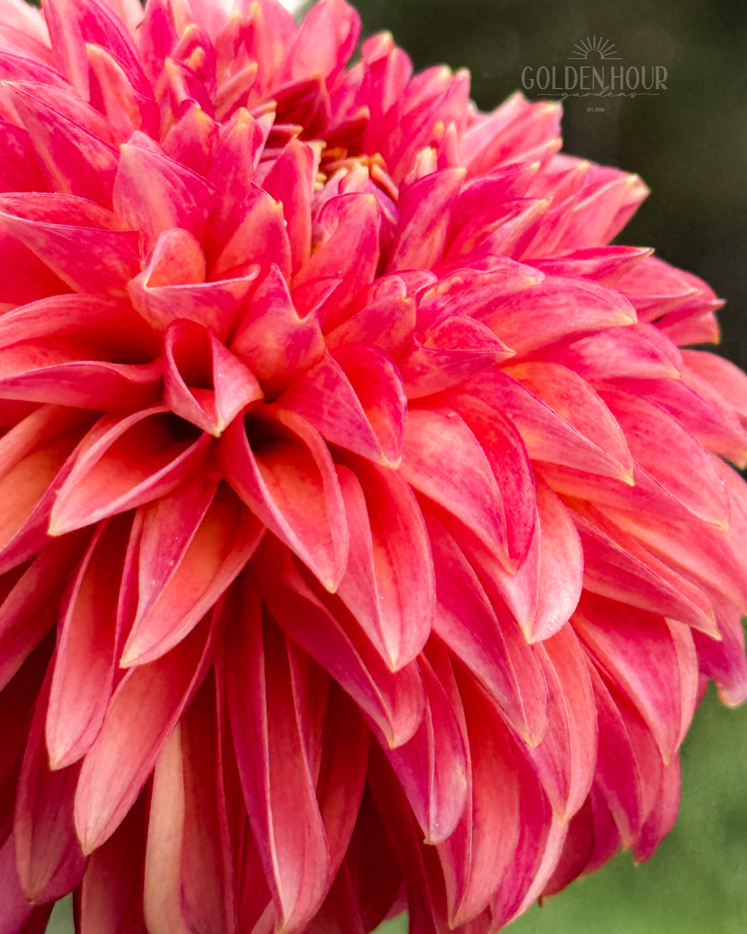 KA's Desert Rose Dahlia Tuber, KA's Desert Rose Dahlia Flower, KA's Desert Rose Dahlia Bloom, KA's Desert Rose Dahlia Bulb