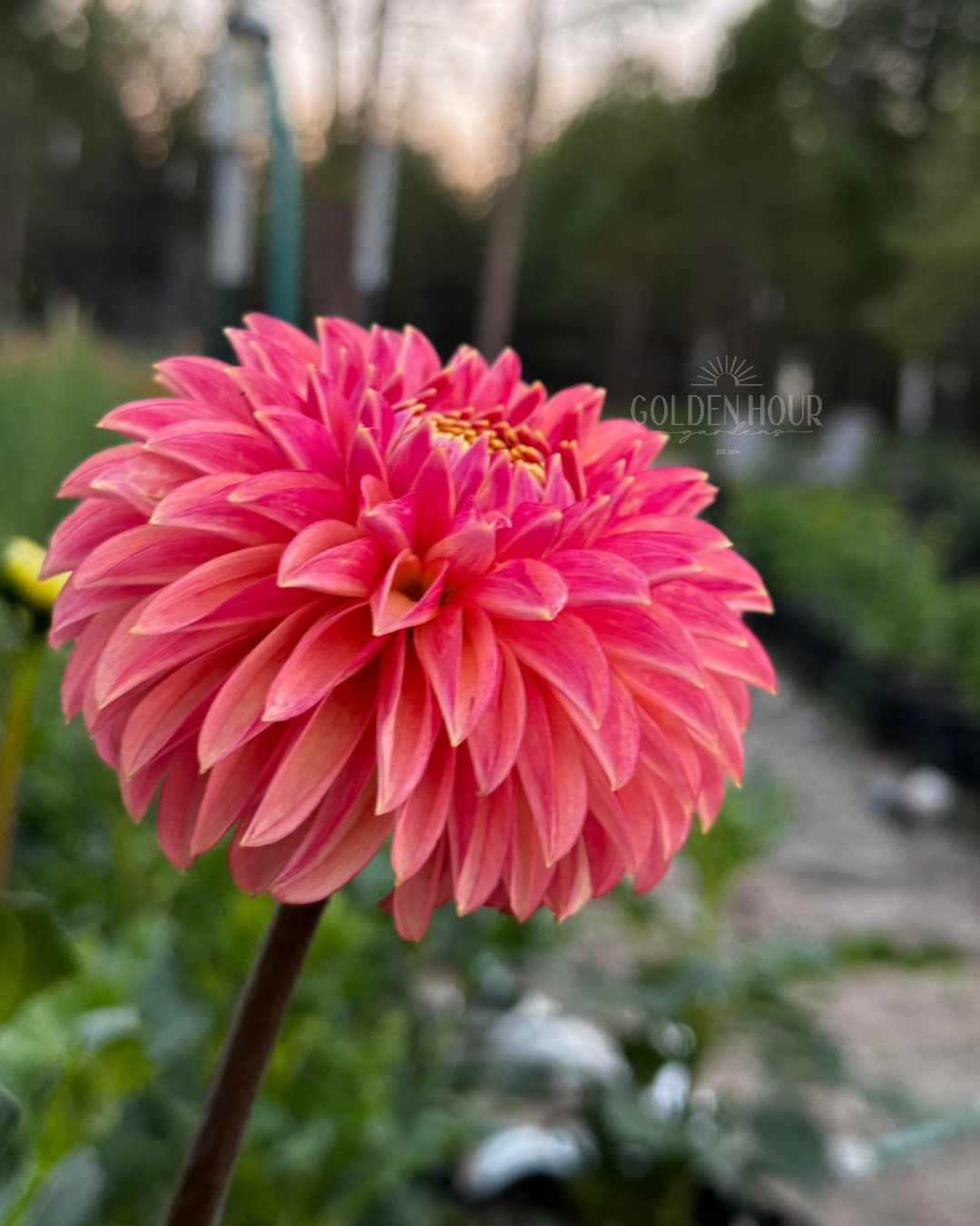 KA's Desert Rose Dahlia Tuber, KA's Desert Rose Dahlia Flower, KA's Desert Rose Dahlia Bloom, KA's Desert Rose Dahlia Bulb