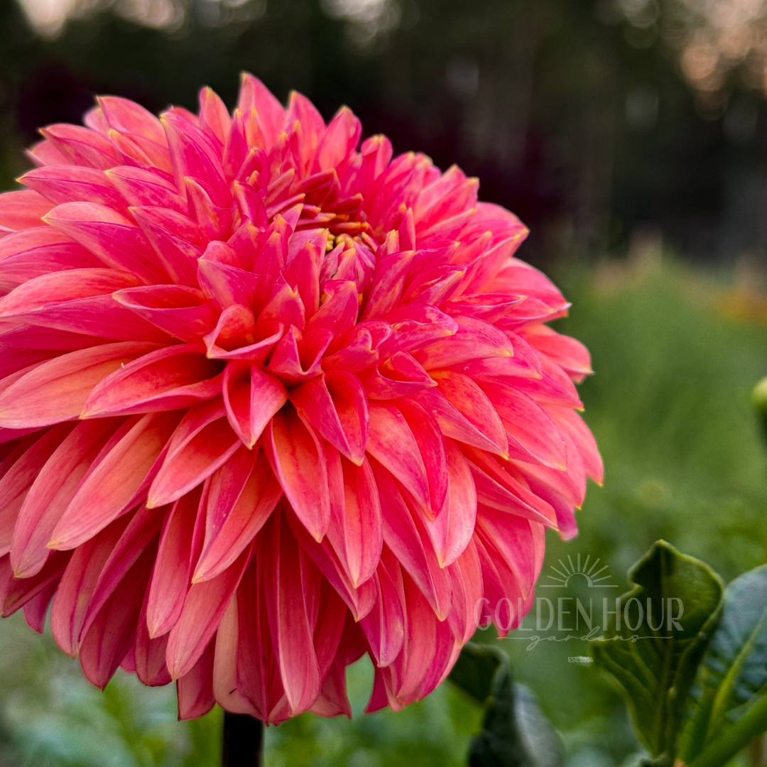 KA's Desert Rose Dahlia Tuber, KA's Desert Rose Dahlia Flower, KA's Desert Rose Dahlia Bloom, KA's Desert Rose Dahlia Bulb
