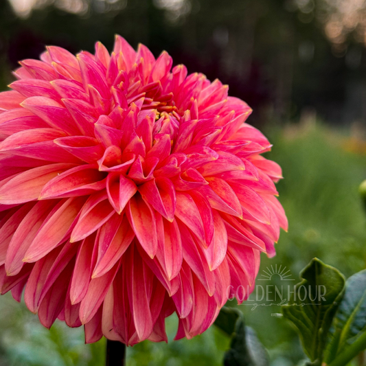 KA's Desert Rose Dahlia Tuber, KA's Desert Rose Dahlia Flower, KA's Desert Rose Dahlia Bloom, KA's Desert Rose Dahlia Bulb
