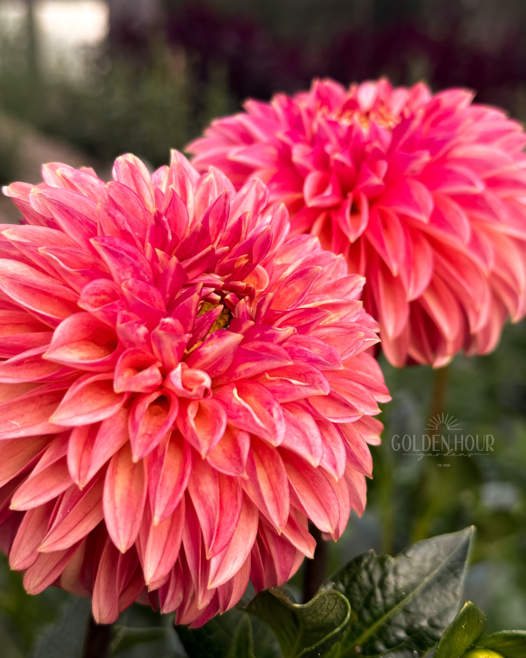 KA Desert Rose Tuber, KA Desert Rose Flower, KA Desert Rose Bulb