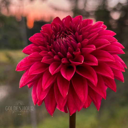 KA Keltie Cherry Dahlia Tuber, KA Keltie Cherry Dahlia Bulb, KA Keltie Cherry Dahlia Flower, KA Keltie Cherry Dahlia Bloom