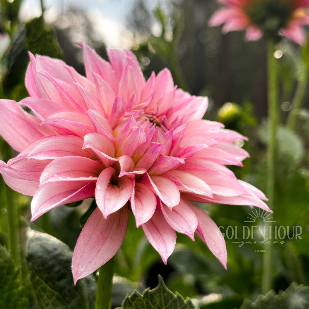 KA's Mocha Jake Dahlia Tuber, KA's Mocha Jake Dahlia Bulb, KA Mocha Jake Dahlia Flower, KA Mocha Jake Dahlia Bloom