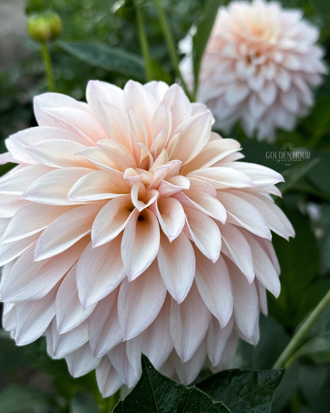 KA's Mocha Jake Dahlia Tuber, KA's Mocha Jake Dahlia Bulb, KA Mocha Jake Dahlia Flower, KA Mocha Jake Dahlia Bloom