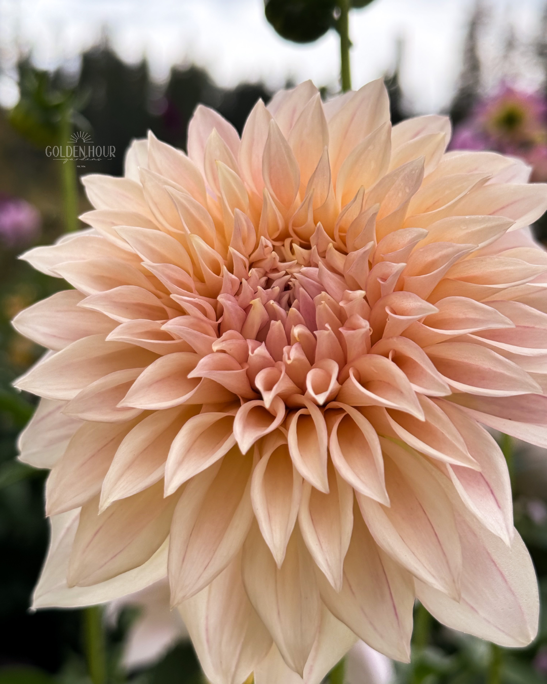 KA's Mocha Maya Dahlia Tuber, KA's Mocha Maya Dahlia Flower, KA's Mocha Maya Dahlia Bulb, KA's Mocha Maya Dahlia Sale