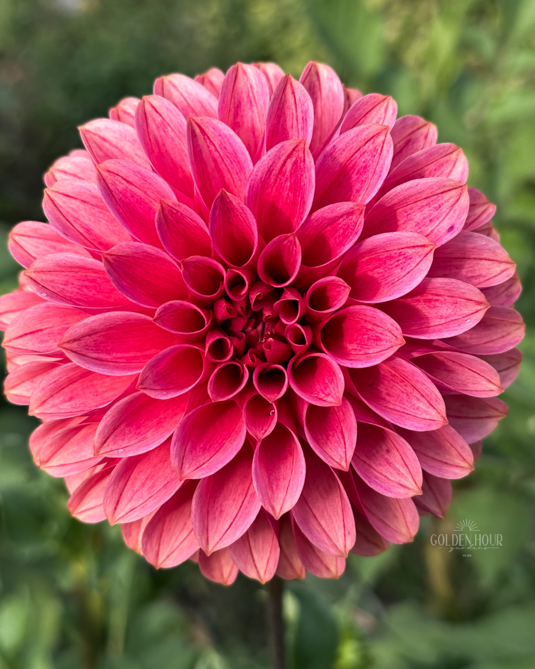 KA's Rosie Jo Dahlia Tuber, KA's Rosie Jo Dahlia Bulb, KA's Rosie Jo Dahlia Flower, KA's Rosie Jo Dahlia