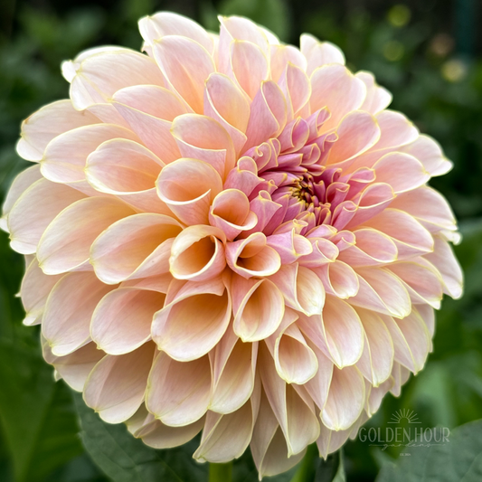 KA's Cinder Rose Dahlia Tuber, KA's Cinder Rose Dahlia Bulb, KA's Cinder Rose Dahlia Flower, KA's Cinder Rose Dahlia Sale