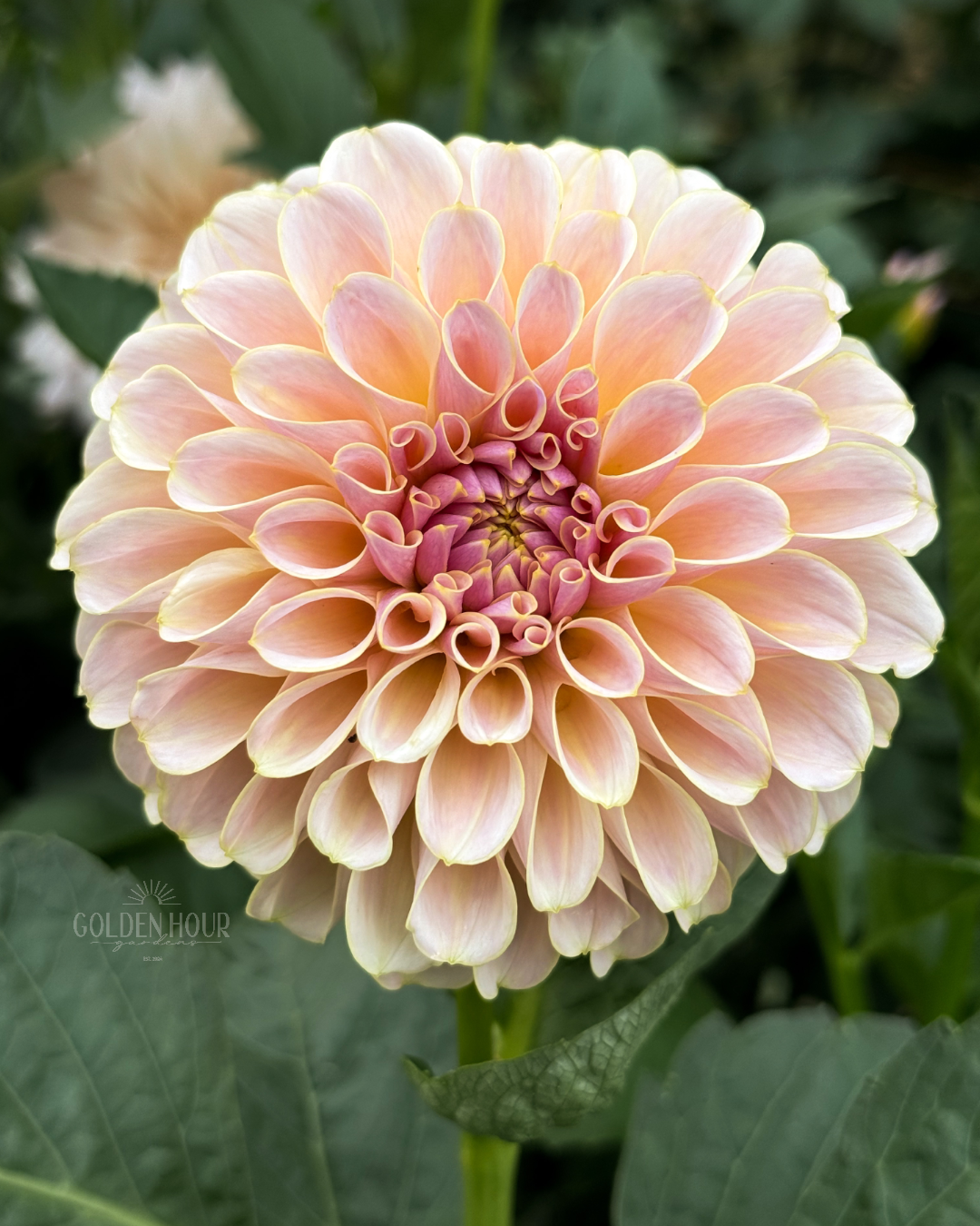 KA's Cinder Rose Dahlia Tuber, KA's Cinder Rose Dahlia Bulb, KA's Cinder Rose Dahlia Flower, KA's Cinder Rose Dahlia Sale
