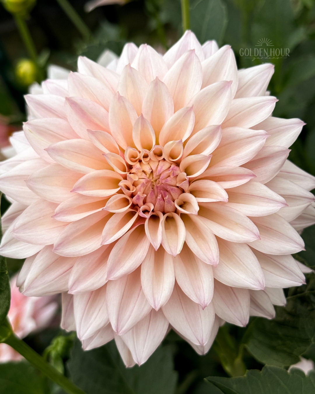 KA's Mocha Jake Dahlia Tuber, KA's Mocha Jake Dahlia Bulb, KA Mocha Jake Dahlia Flower, KA Mocha Jake Dahlia Bloom