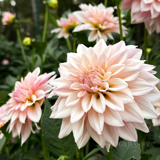 KA's Mocha Jake Dahlia Tuber, KA's Mocha Jake Dahlia Bulb, KA Mocha Jake Dahlia Flower, KA Mocha Jake Dahlia Bloom