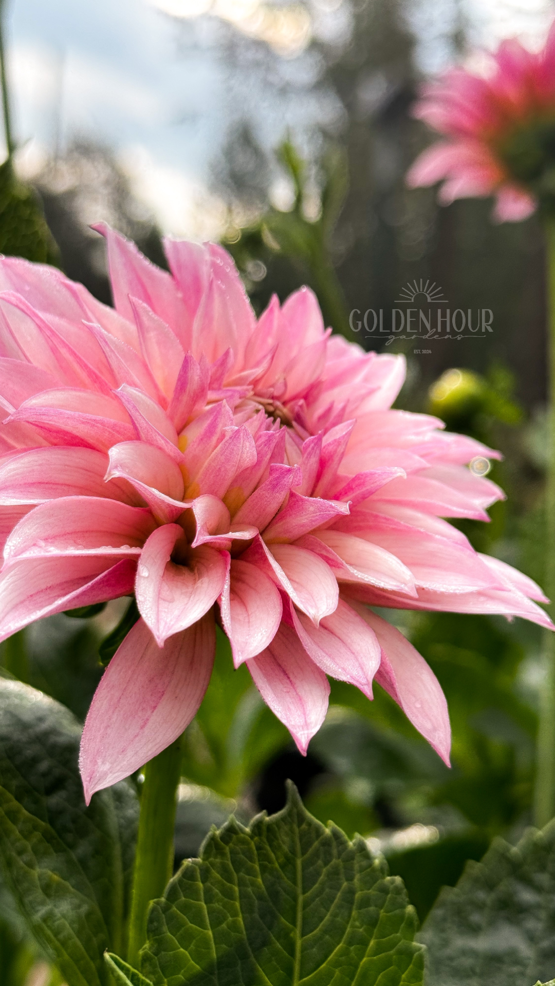 KA's Mocha Jake Dahlia Tuber, KA's Mocha Jake Dahlia Bulb, KA Mocha Jake Dahlia Flower, KA Mocha Jake Dahlia Bloom