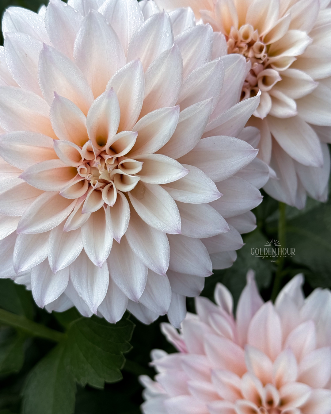 KA's Mocha Jake Dahlia Tuber, KA's Mocha Jake Dahlia Bulb, KA Mocha Jake Dahlia Flower, KA Mocha Jake Dahlia Bloom