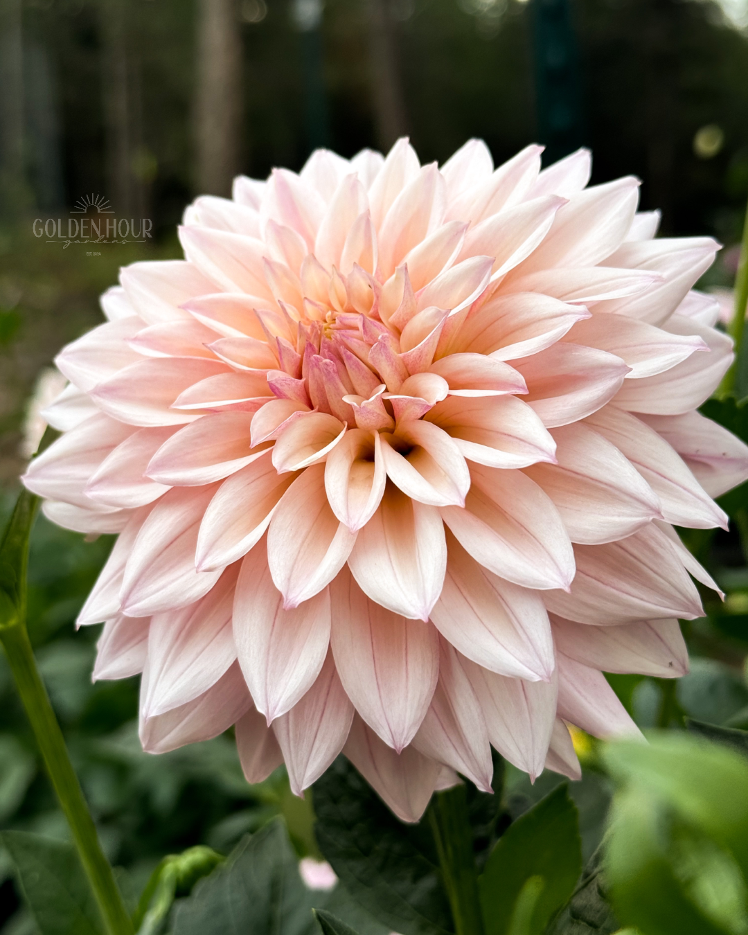 KA's Mocha Jake Dahlia Tuber, KA's Mocha Jake Dahlia Bulb, KA Mocha Jake Dahlia Flower, KA Mocha Jake Dahlia Bloom