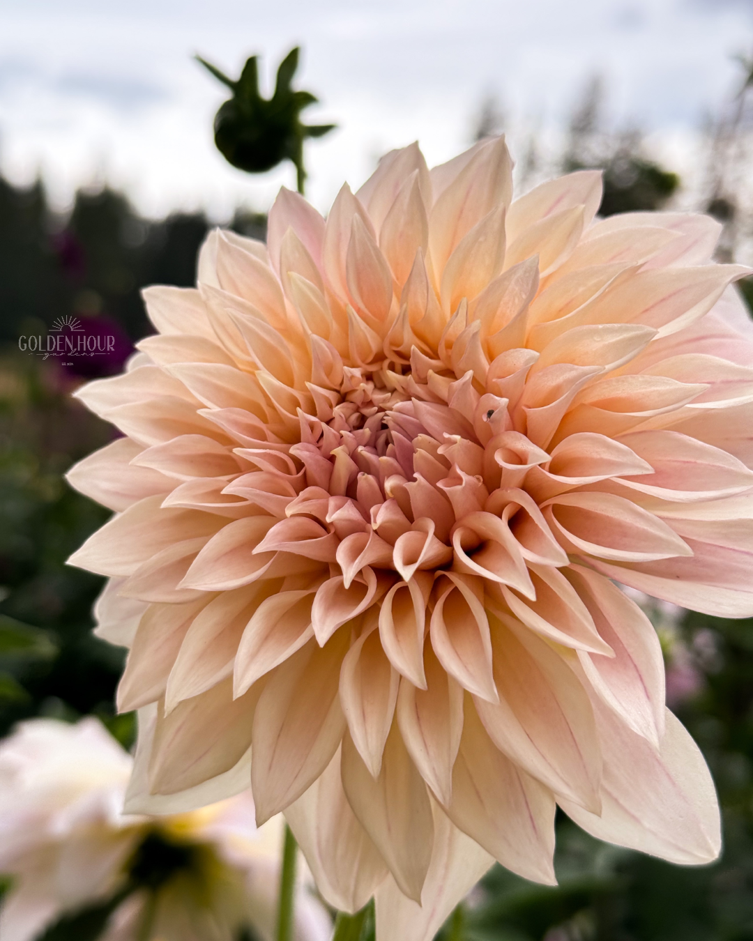 KA's Mocha Maya Dahlia Tuber, KA's Mocha Maya Dahlia Flower, KA's Mocha Maya Dahlia Bulb, KA's Mocha Maya Dahlia Sale
