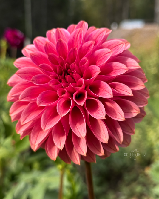 KA's Rosie Jo Dahlia Tuber, KA's Rosie Jo Dahlia Bulb, KA's Rosie Jo Dahlia Flower, KA's Rosie Jo Dahlia