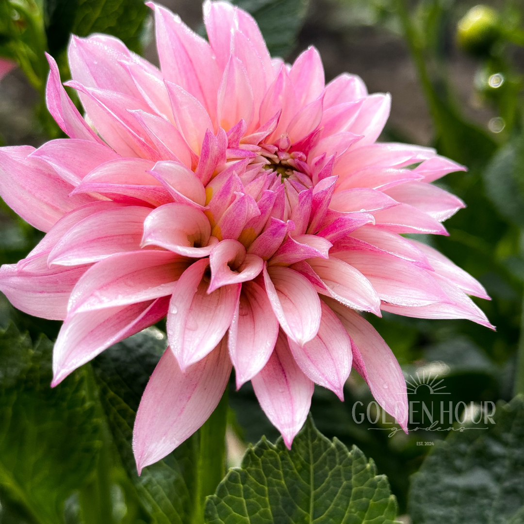 KA's Mocha Jake Dahlia Tuber, KA's Mocha Jake Dahlia Bulb, KA Mocha Jake Dahlia Flower, KA Mocha Jake Dahlia Bloom