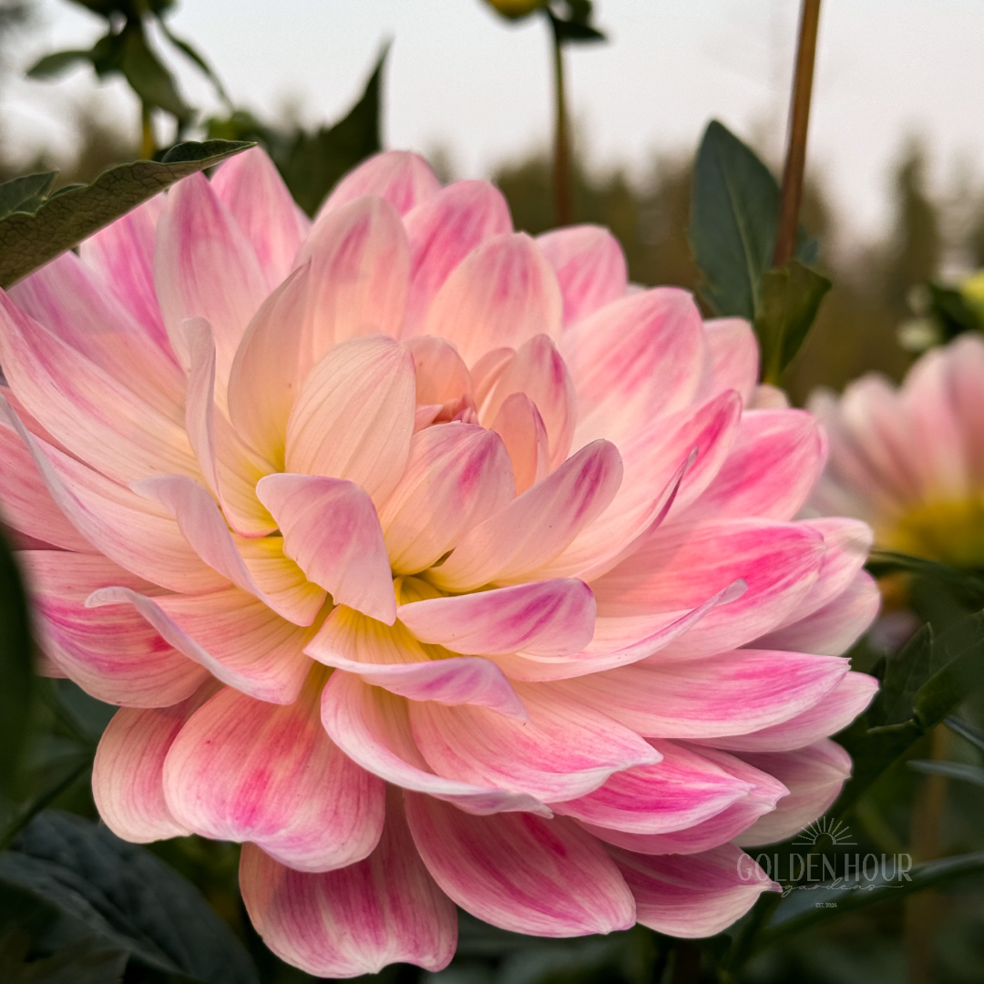 Kelgai Ann Dahlia Tuber, Kelgai Ann Dahlia Bulb, Kelgai Ann Dahlia Flower, Kelgai Ann Dahlia for Sale, Kelgai Ann Dahlia 