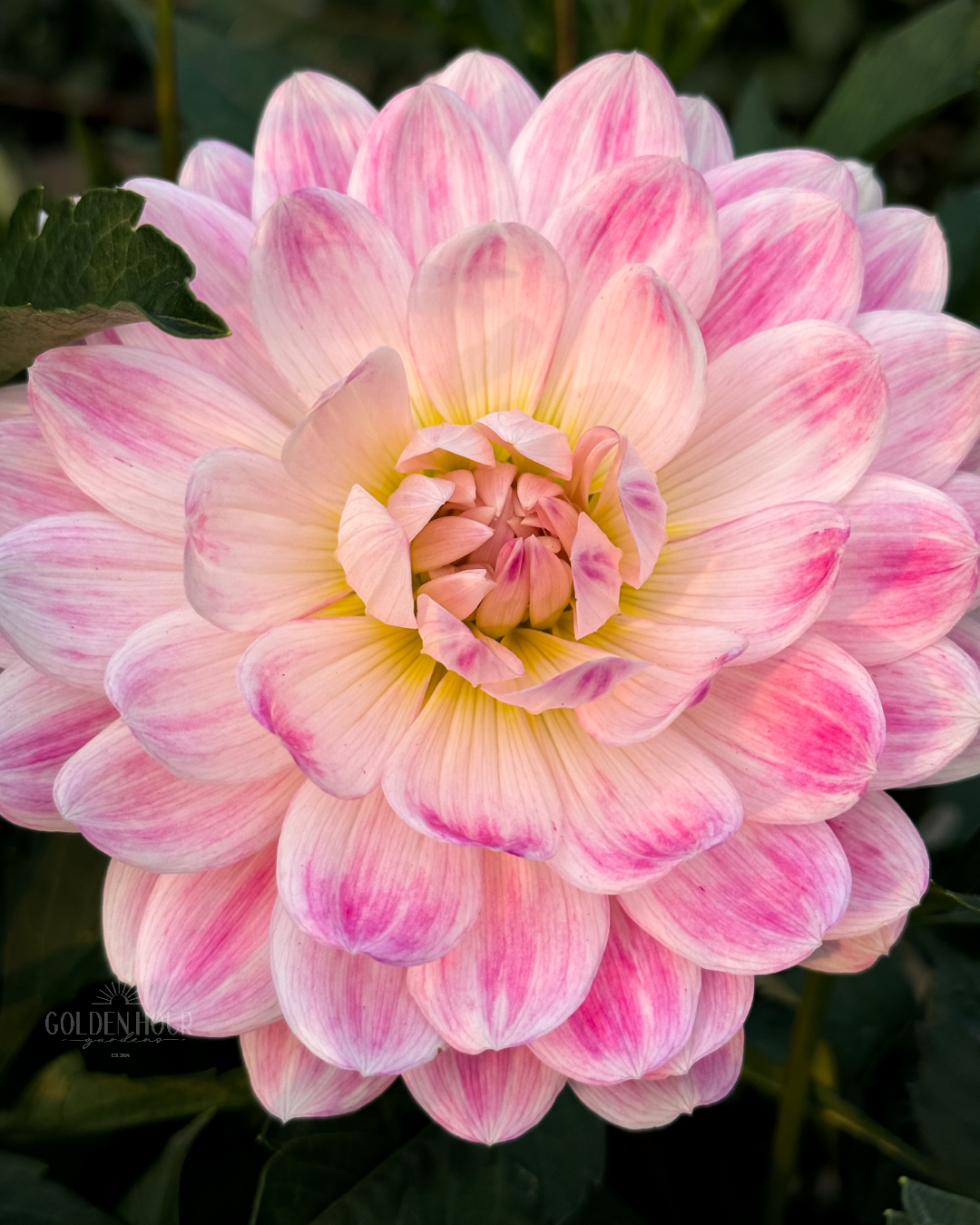 Kelgai Ann Dahlia Tuber, Kelgai Ann Dahlia Bulb, Kelgai Ann Dahlia Flower, Kelgai Ann Dahlia for Sale, Kelgai Ann Dahlia 