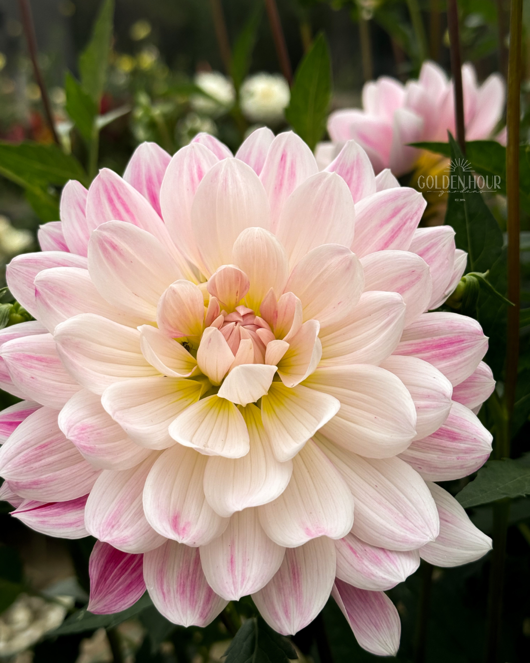 Kelgai Ann Dahlia Tuber, Kelgai Ann Dahlia Bulb, Kelgai Ann Dahlia Flower, Kelgai Ann Dahlia for Sale, Kelgai Ann Dahlia 