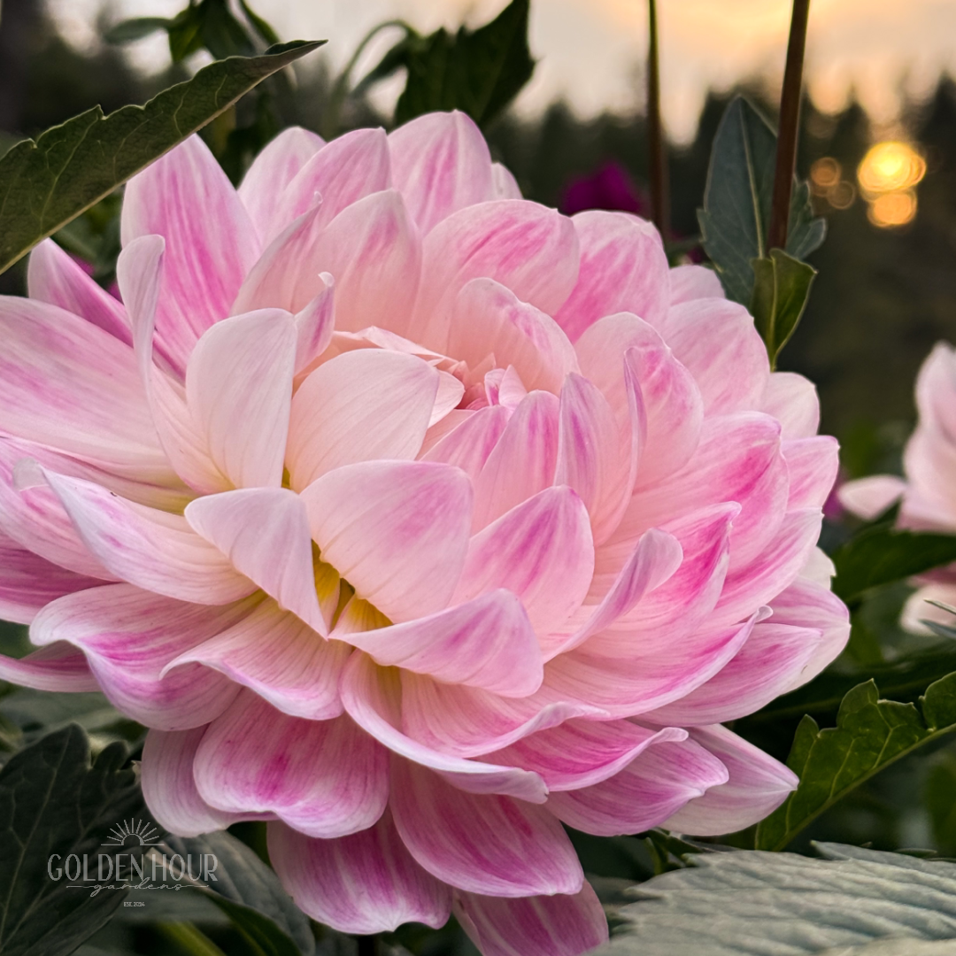Kelgai Ann Dahlia Tuber, Kelgai Ann Dahlia Bulb, Kelgai Ann Dahlia Flower, Kelgai Ann Dahlia for Sale, Kelgai Ann Dahlia 