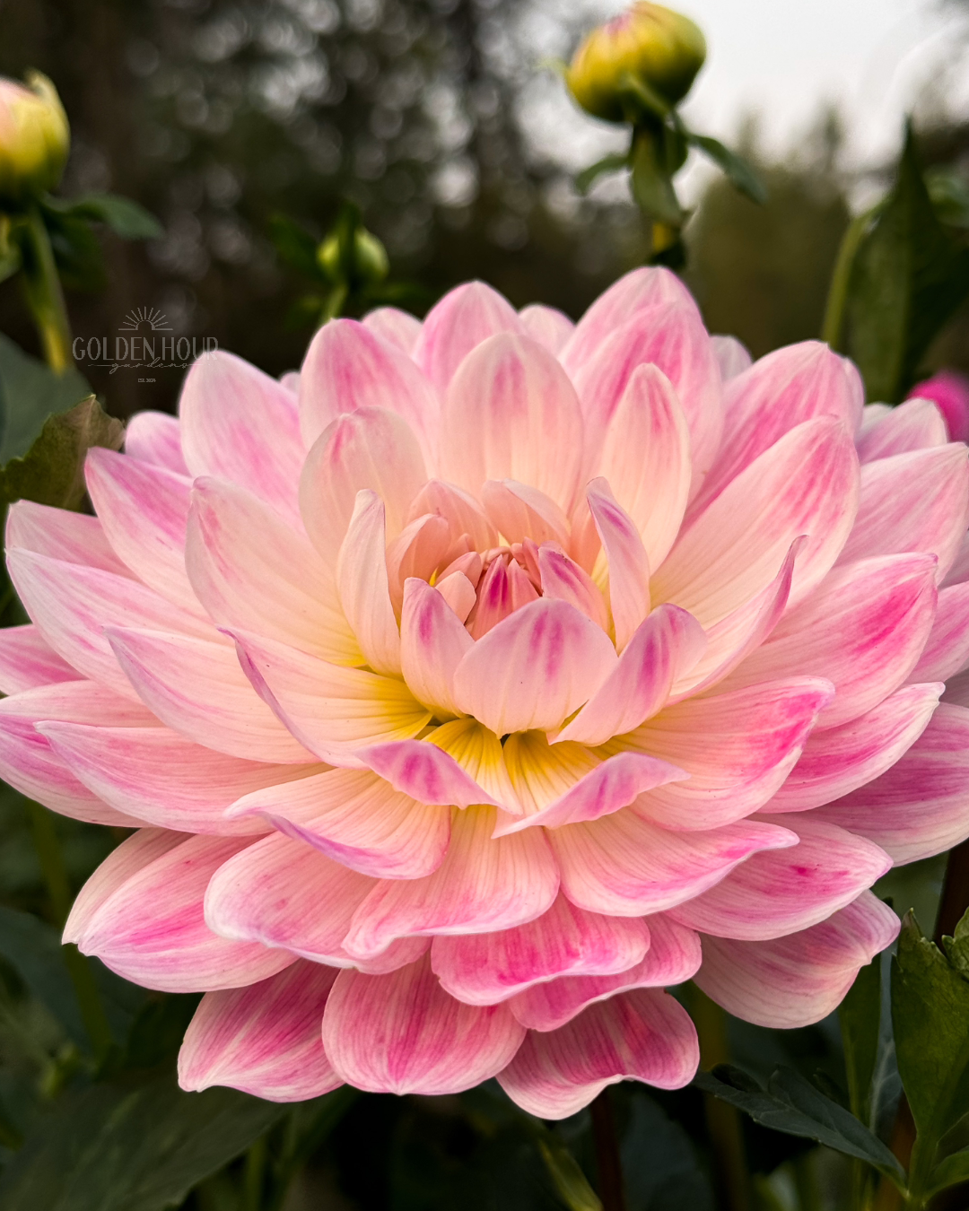 Kelgai Ann Dahlia Tuber, Kelgai Ann Dahlia Bulb, Kelgai Ann Dahlia Flower, Kelgai Ann Dahlia for Sale, Kelgai Ann Dahlia 