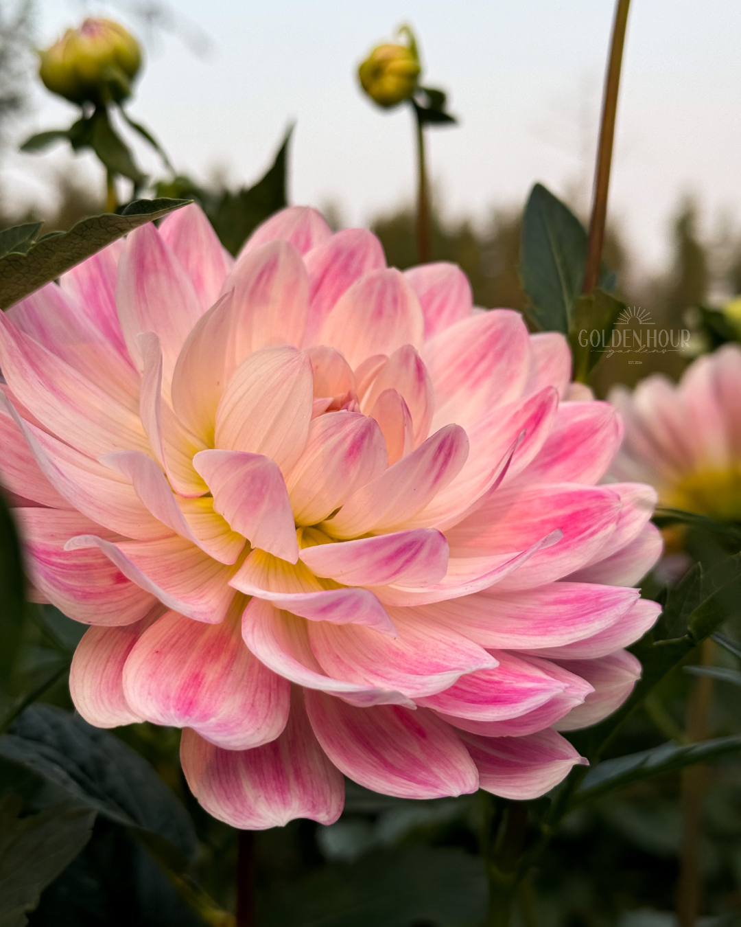 Kelgai Ann Dahlia Tuber, Kelgai Ann Dahlia Bulb, Kelgai Ann Dahlia Flower, Kelgai Ann Dahlia for Sale, Kelgai Ann Dahlia 