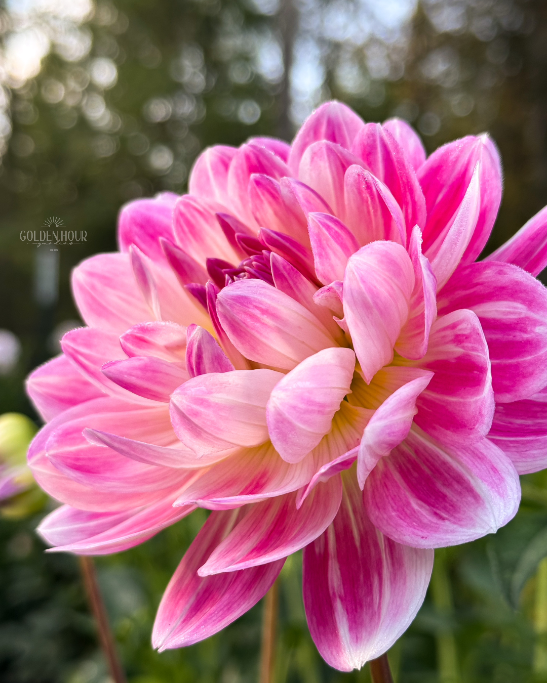 Kelgai Ann Dahlia Tuber, Kelgai Ann Dahlia Bulb, Kelgai Ann Dahlia Flower, Kelgai Ann Dahlia for Sale, Kelgai Ann Dahlia 