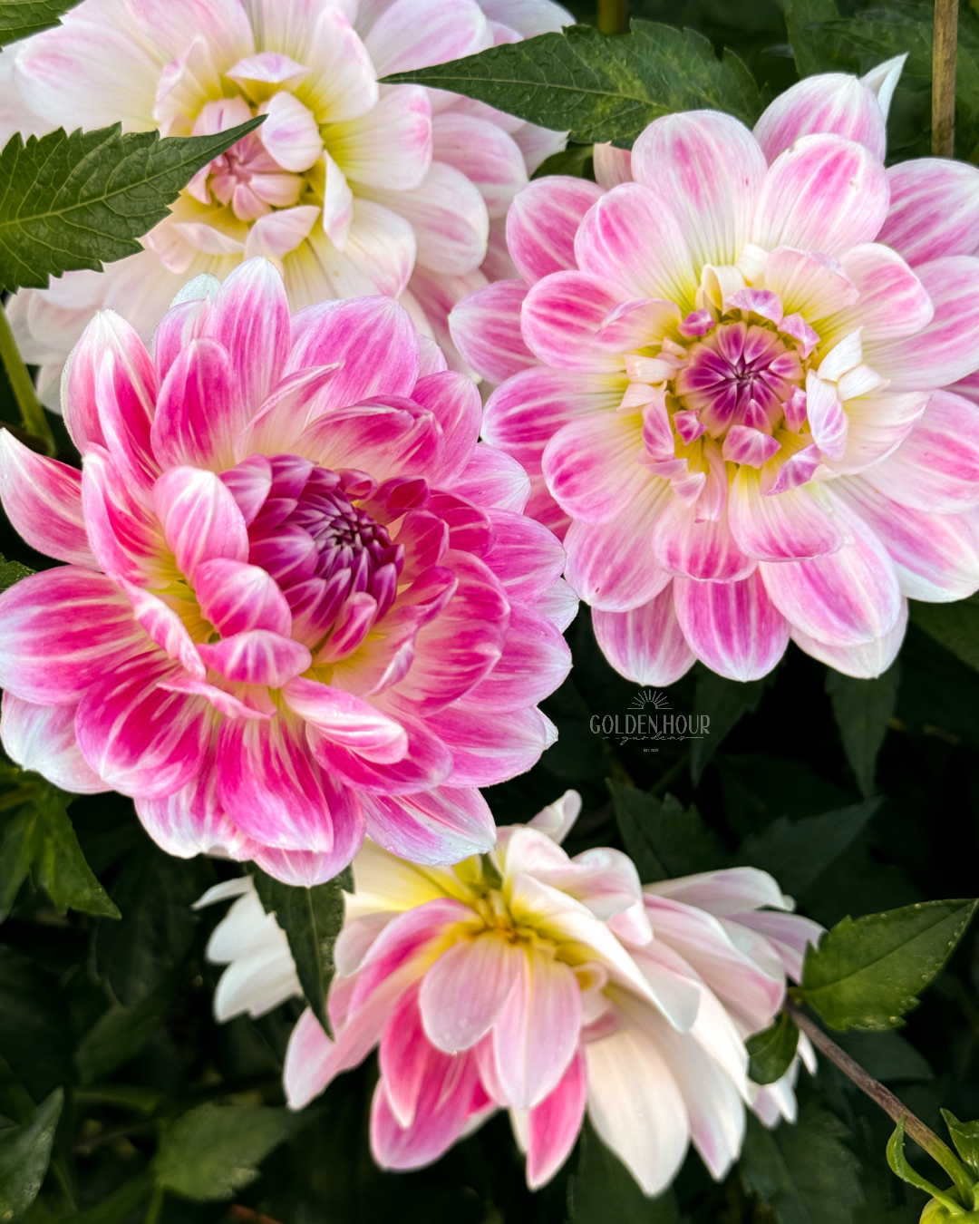 Kelgai Ann Dahlia Tuber, Kelgai Ann Dahlia Bulb, Kelgai Ann Dahlia Flower, Kelgai Ann Dahlia for Sale, Kelgai Ann Dahlia 