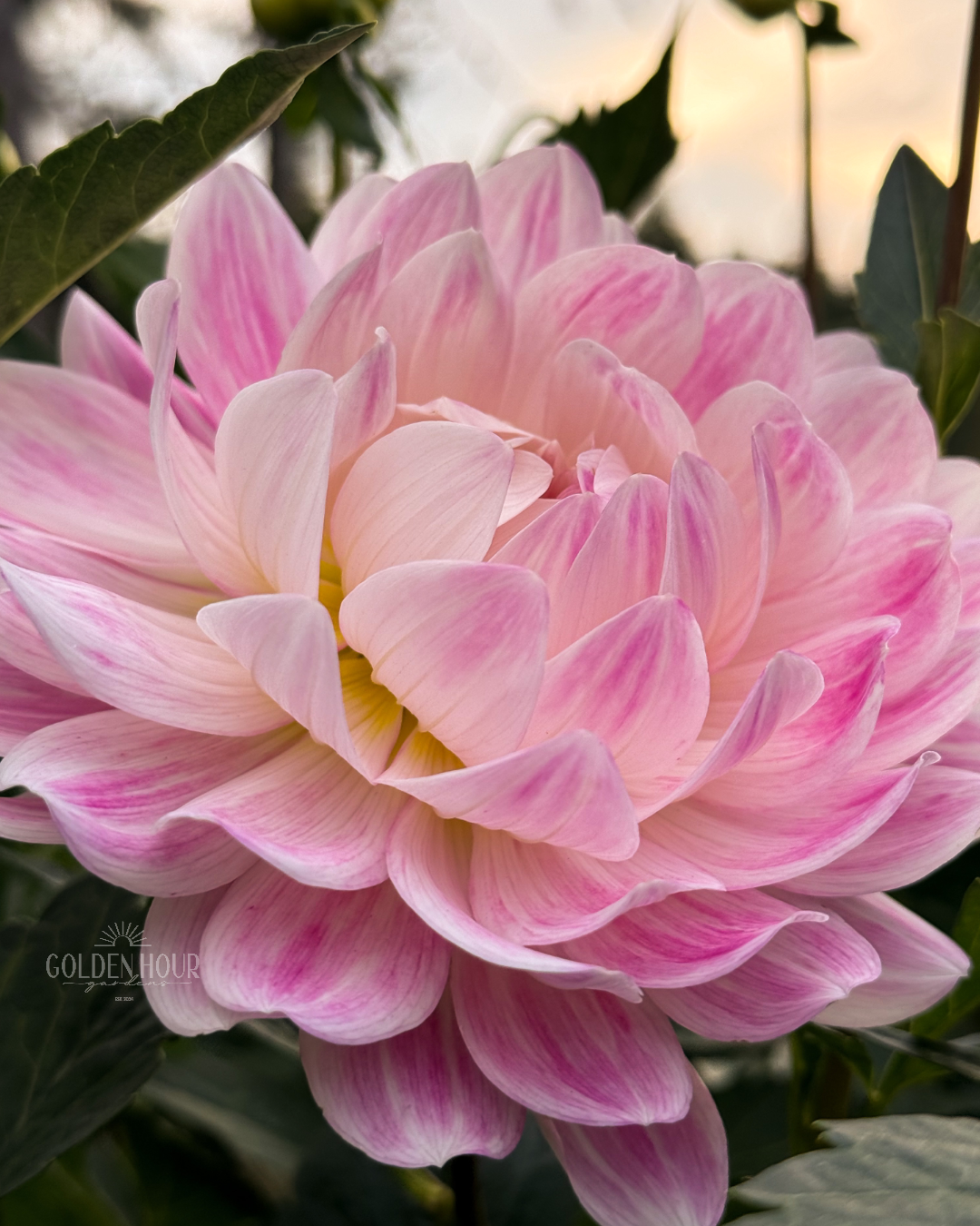 Kelgai Ann Dahlia Tuber, Kelgai Ann Dahlia Bulb, Kelgai Ann Dahlia Flower, Kelgai Ann Dahlia for Sale, Kelgai Ann Dahlia 