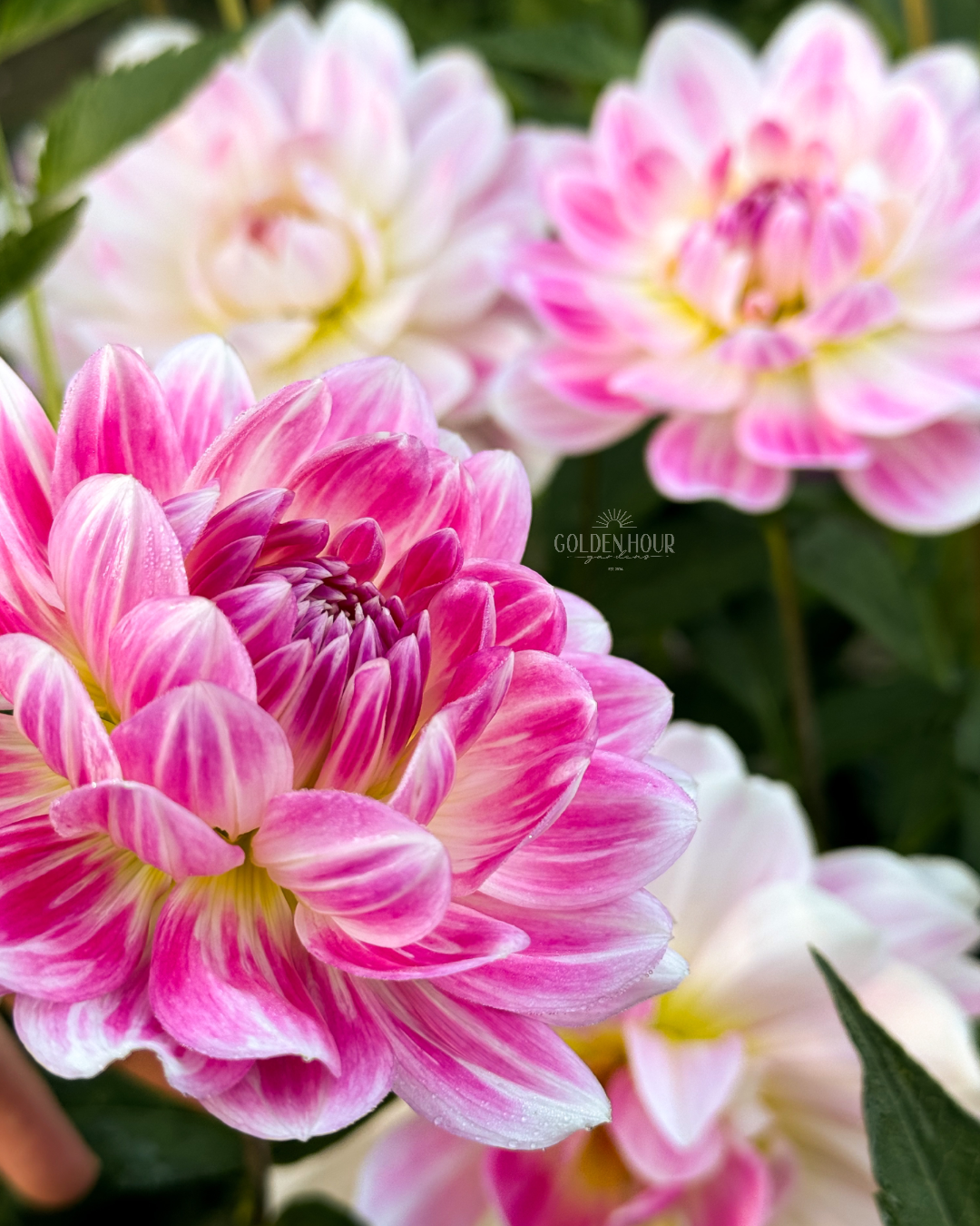 Kelgai Ann Dahlia Tuber, Kelgai Ann Dahlia Bulb, Kelgai Ann Dahlia Flower, Kelgai Ann Dahlia for Sale, Kelgai Ann Dahlia 