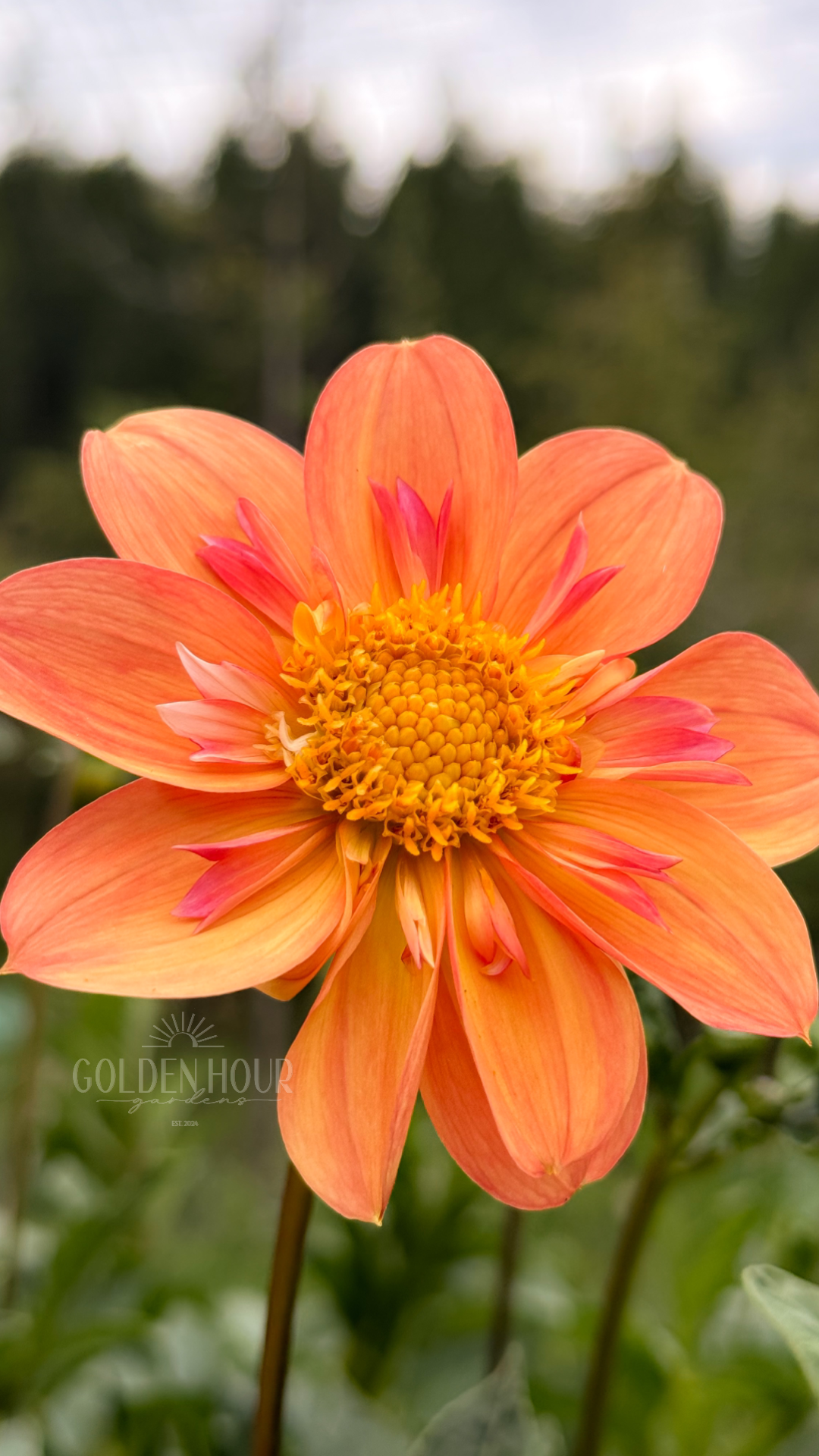 Kelsey Annie Joy Dahlia Tuber, Kelsey Annie Joy Dahlia Bulb, Kelsey Annie Joy Dahlia Flower, Kelsey Annie Joy Dahlia Bloom